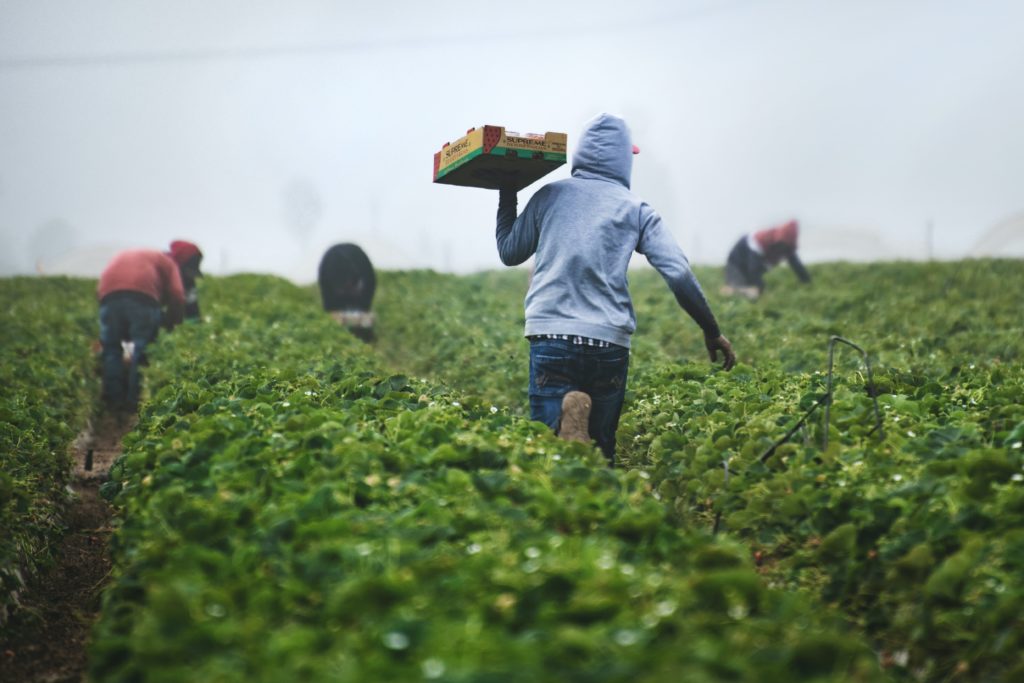 Labor professionals sign letter opposing PERB’s proposed rule that fails to address farmworker union certification issues